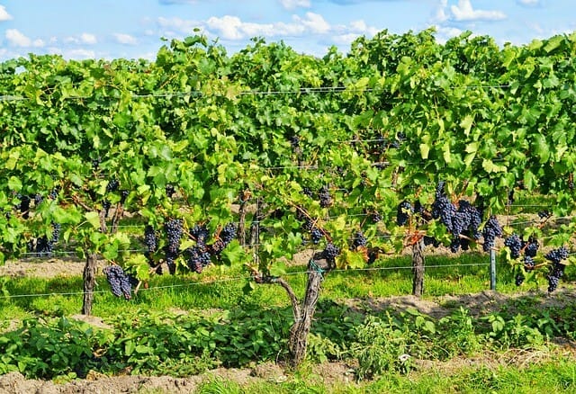 La vigne