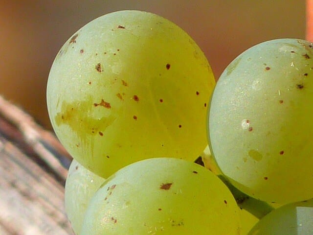 Uvas brancas