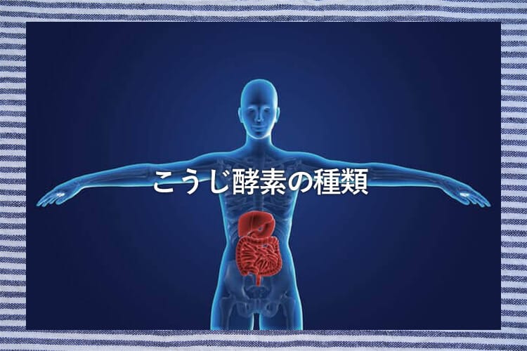 体の中の胃と腸の場所を示した画像