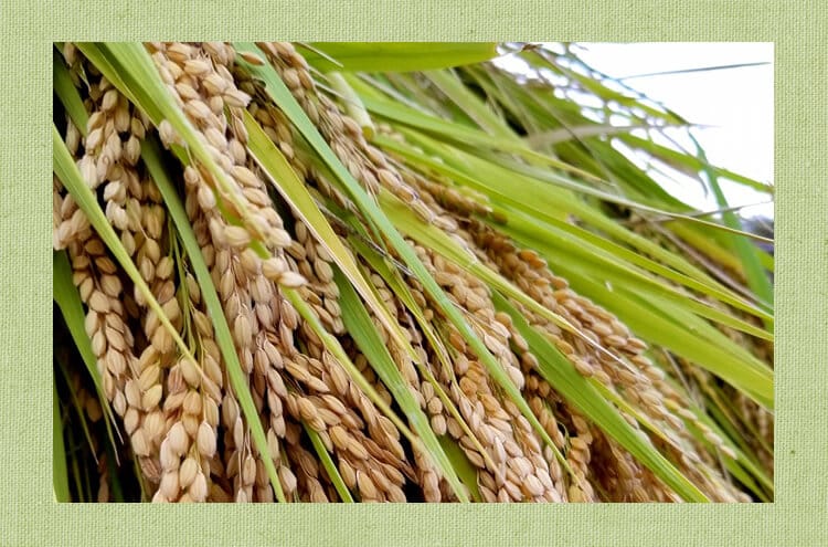 米　稲穂　イセヒカリ