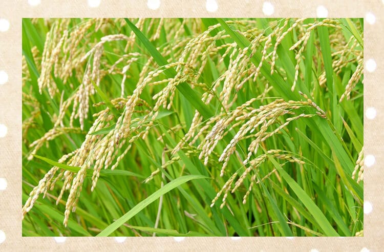 稲穂