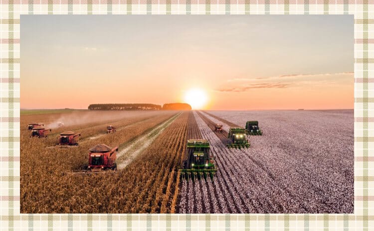 Cultivador para segar arroz en campo de arroz