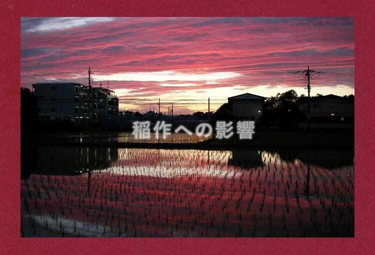 夕方の田んぼの風景