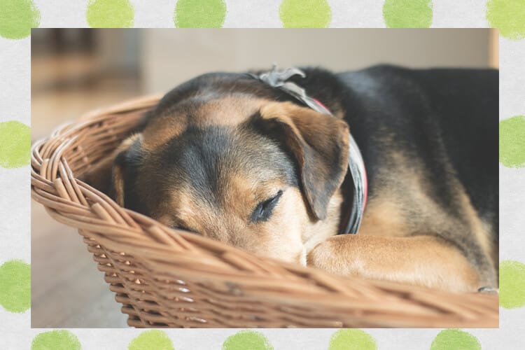 眠る犬