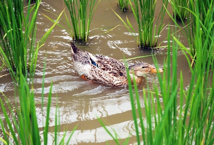 Élevage de canards