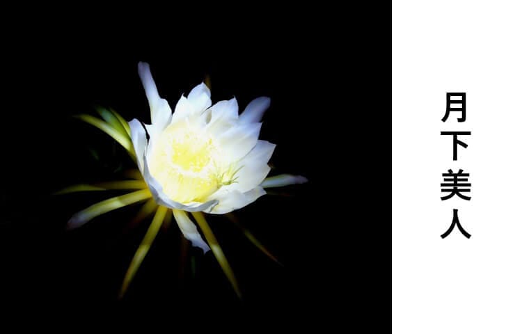月下美人