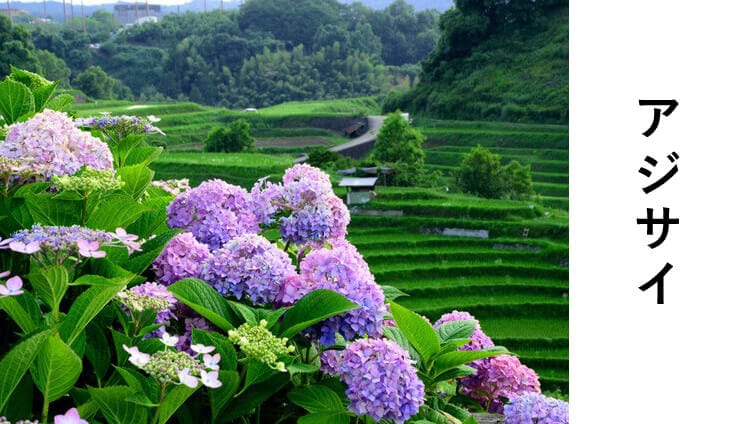アジサイ