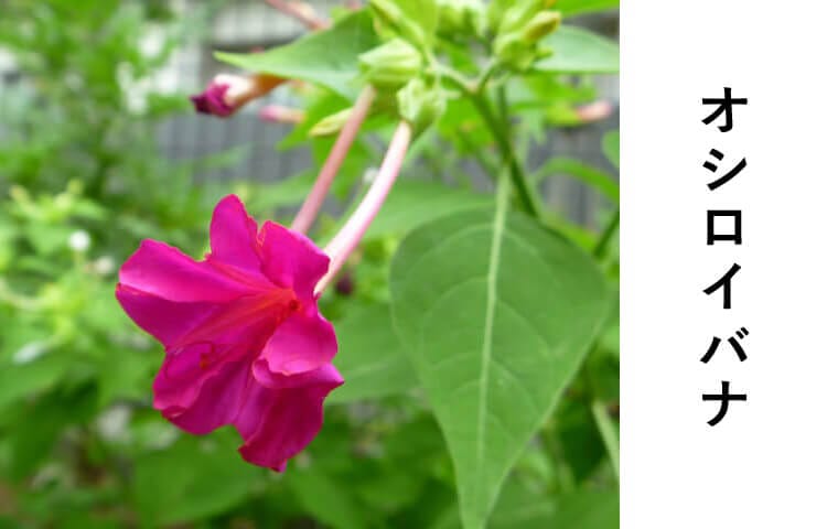 オシロイバナ