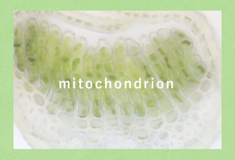 ミトコンドリア