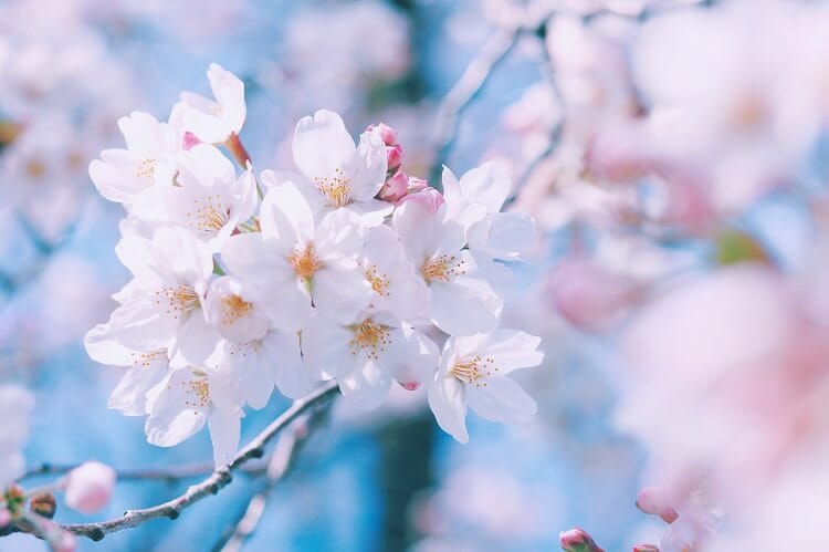 Cherry Blossoms