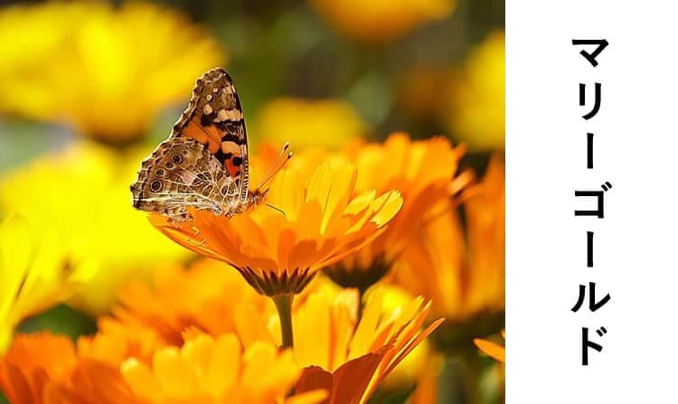 マリーゴールド