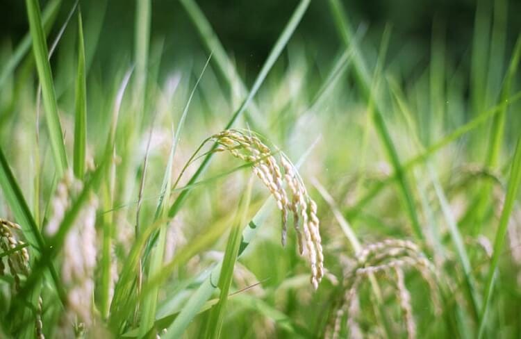 あきたこまち 田んぼ