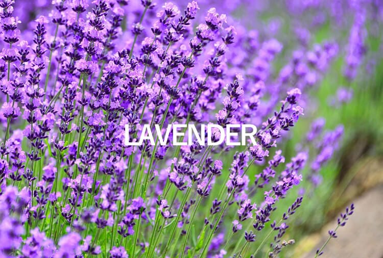 ラベンダー
