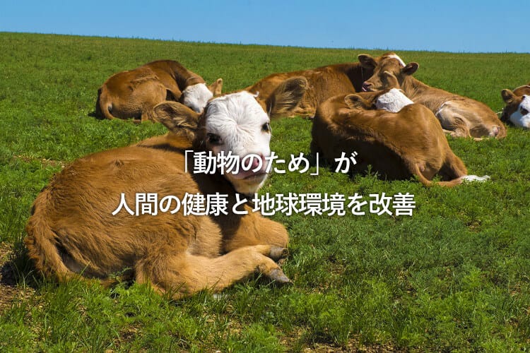 草原で休むたくさんの牛