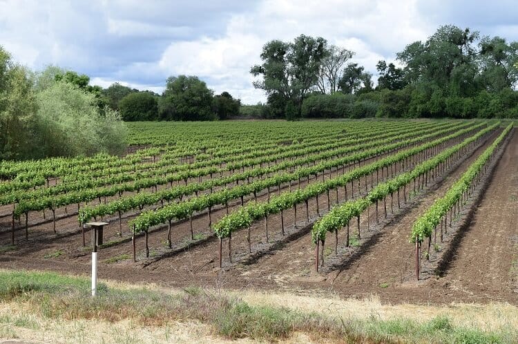 Terroirs dans le monde: du saké au saké du monde