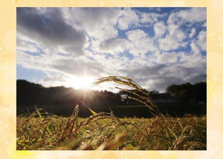 夕方の田んぼの風景