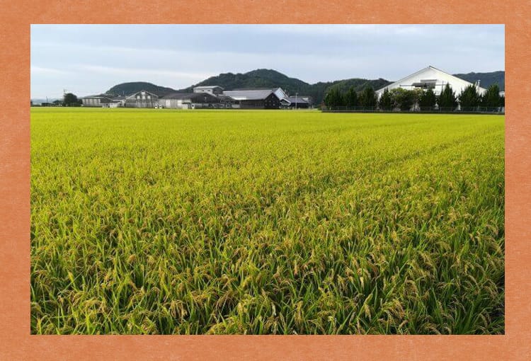 田んぼが広がる田舎の風景