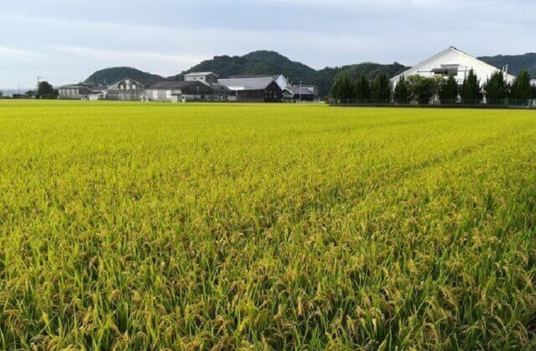 広い田んぼがある風景