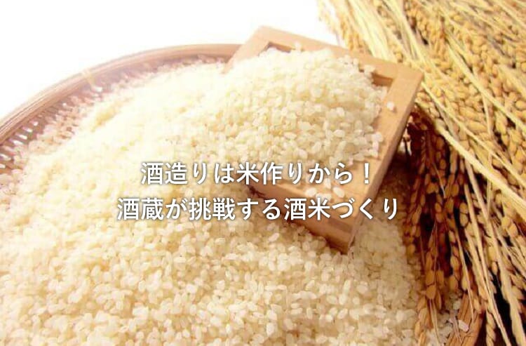 籠に入れられたたくさんのお米とその隣にある稲穂